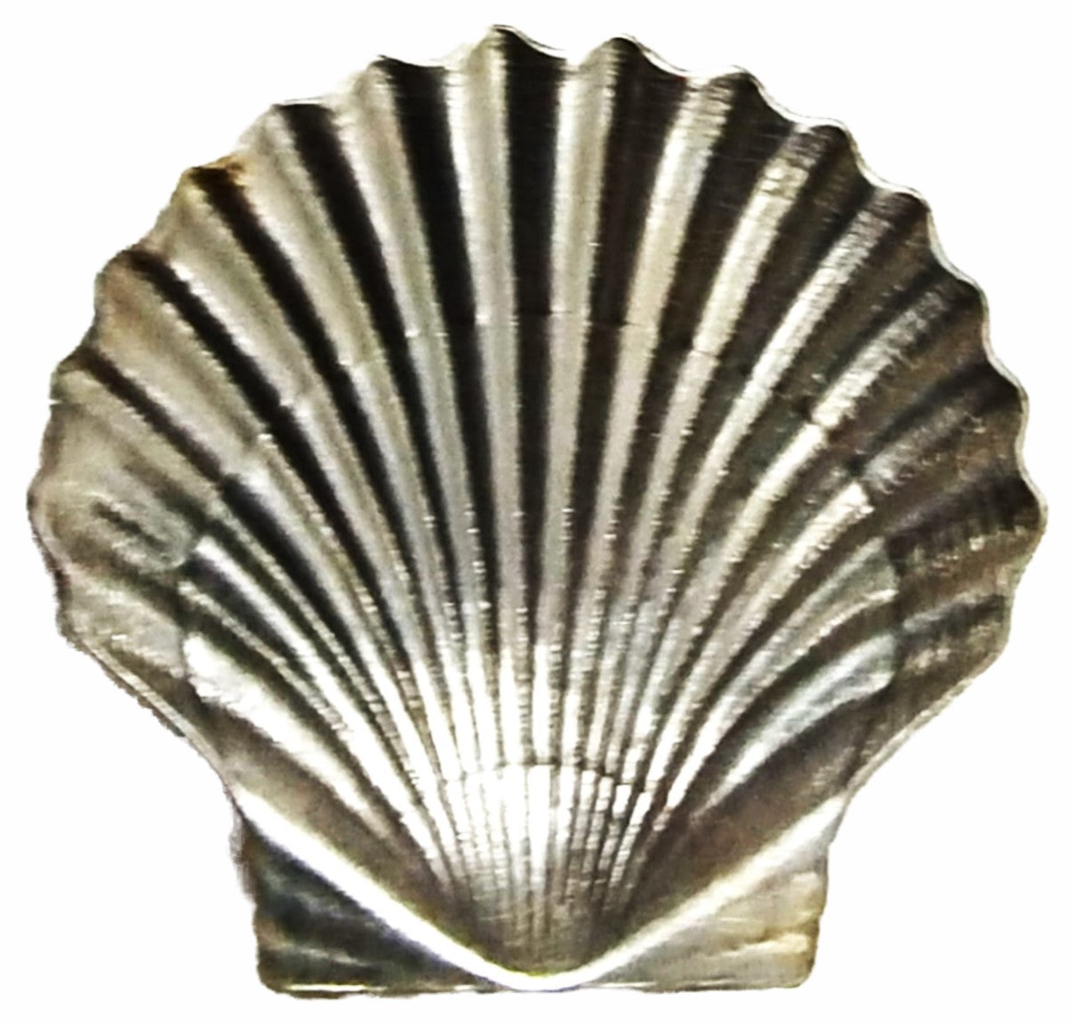 Backside View. Metal Stamping Pressed Stamped Steel Seashell .020" Thickness SE43 approx. size 1 5/16"w x 1 1/4"h.