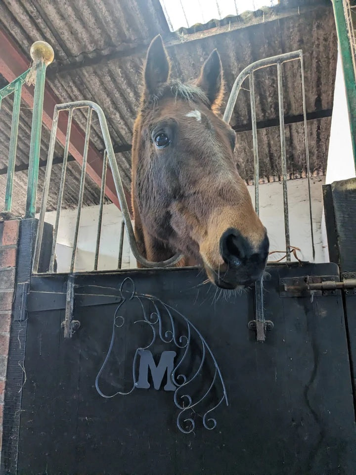 Free Instructions - How to Make Horse Head Project