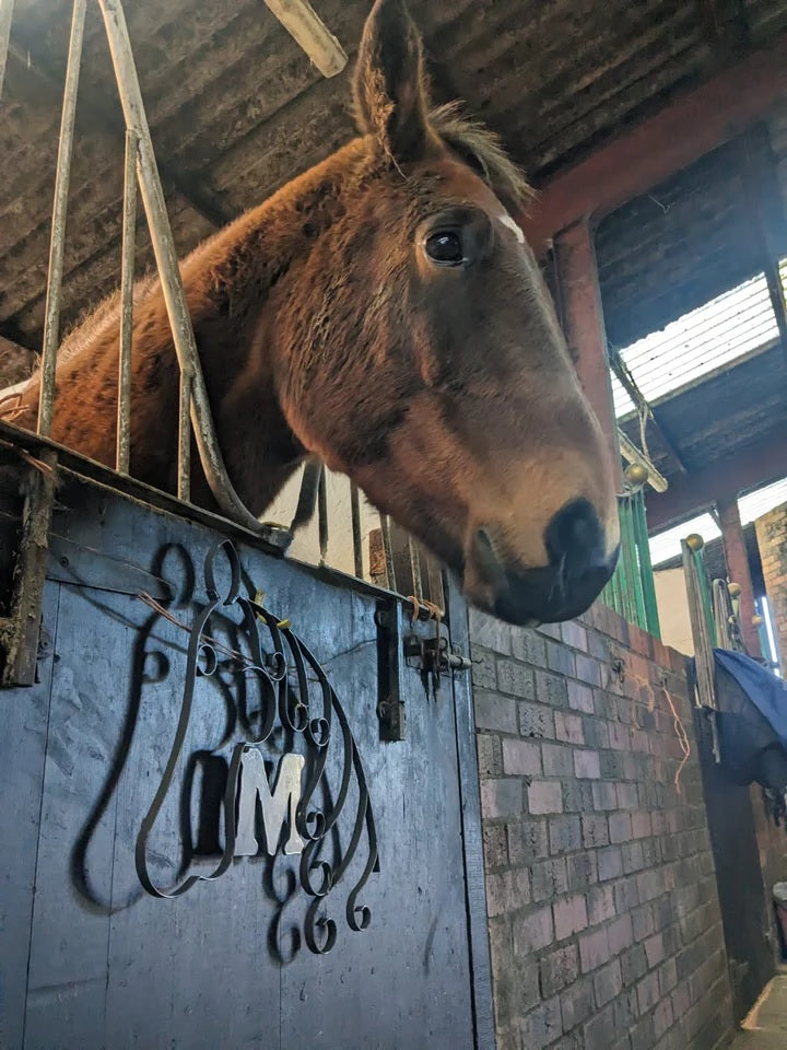 Free Instructions - How to Make Horse Head Project